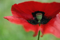 Poppy, Oriental poppy, Papaver orientale 'Brilliant'.