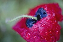 Poppy, Oriental poppy, Papaver orientale 'Brilliant'.