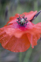 Poppy, Papaver rhoeas.