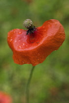 Poppy, Papaver rhoeas.