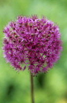 Allium, Allium Hollandicum 'Purple sensation'.