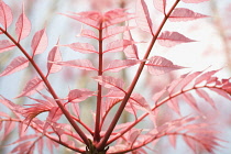 Chinese Toon, Toona Sinensis 'Flamingo'.