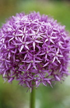 Allium, Allium rosenbachianum.