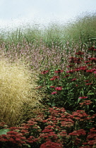 Iceplant, Sedum spectabilis.