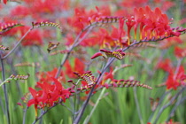 Crocosmia, Crocosmia 'Lucifer'.