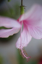 Hibiscus, Hibiscus rosa-sinensis.