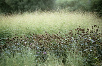 Bergamot, Monarda, Monarda.