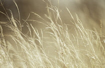 PurpleMoorGrass, Molinia caerulea 'Transparent'.