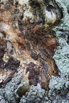 Oak, Quercus robur.