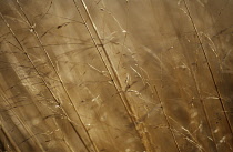 PurpleMoorGrass, Molinia caerulea 'Transparent'.