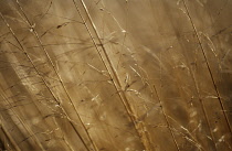 PurpleMoorGrass, Molinia caerulea 'Transparent'.