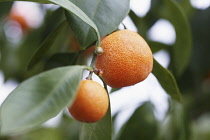 Orange, Citrus sinensis.