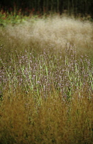 Bistort, Persicaria amplexicaulis 'rosea'.