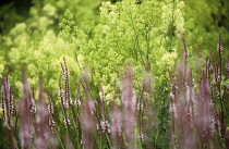 Bistort, Persicaria amplexicaulis 'rosea'.