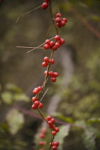 Black Bryony, Tamus communis.