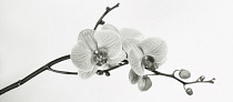 Orchid, Moth orchid, Phalaenopsis.