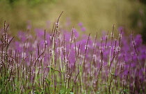 Bistort, Persicaria amplexicaulis 'rosea'.