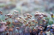 Marjoram, Oregano, Origanum vulgare.