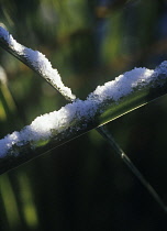 Miscanthus, Chinese SIlver Grass, Miscanthus sinensis.