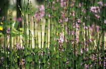 Horsetail, Water horsetail, Equisetum fluviatile.