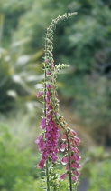 Foxglove, Digitalis purpurea.