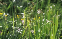 Ragged Robin, Lychnis flos-cuculi.