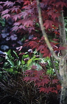 Lily, Arum lily, Calla lily, Zantedeschia.