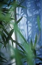 Bamboo, Phyllostachys.