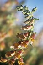 Foxglove, Digitalis Ferruginea.