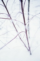 Dogwood, wild, Cornus sanguinea.