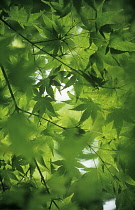 Japanese Maple, Acer palmatum.