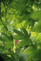 Japanese Maple, Acer palmatum.