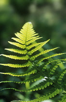 Fern, Male fern, Dryopteris filix-mas.