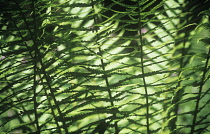 Fern, Male fern, Dryopteris filix-mas.