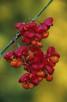 Spindle Tree, Euonymus europaeus.