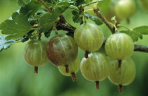 Gooseberry, Ribes uva-crispa 'Whinhams's Industry'.