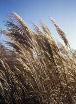 ChineseSIlverGrass, Miscanthus.