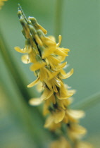 Yellow Sweet Clover, Melilotus officinalis.