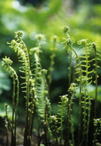 Fern.