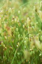Quaking grass, Briza maxima.
