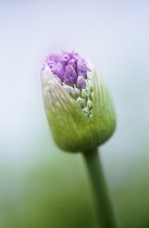 Allium.