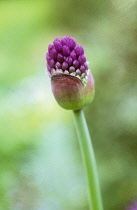 Allium.