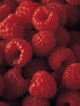 Raspberry, Rubus idaeus.