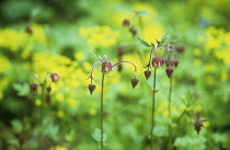 Avens, Water avens, Geum rivale.