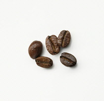 Coffee, Coffea arabica.