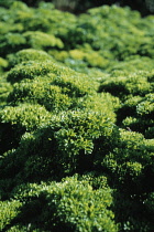 Parsley, Curly parsley, Petroselinum crispum.
