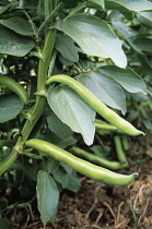 French Bean, Phaseolus vulgaris.