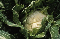 Cauliflower, Brassica oleracea botrytis.