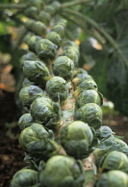 Brussel Sprout, Brassica oleracea bullata.