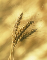 Wheat, Bread wheat, Triticum aestivum.